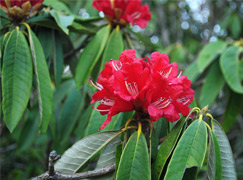 Mahabharat Rhododendron Trek
